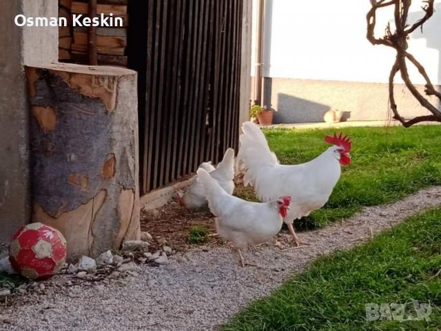 Разплодни яйца от Бял Легхорн, снимка 10 - Кокошки и пуйки - 39082321