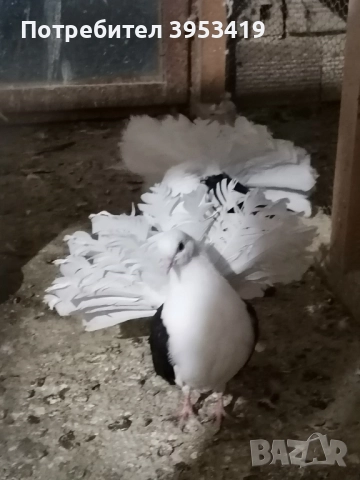 на черен капак , снимка 2 - Гълъби - 52529498