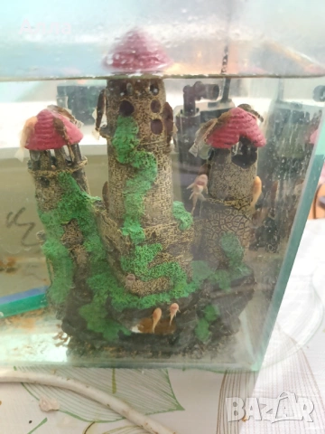 Здрави, млади анцитруси , снимка 2 - Рибки - 53041606