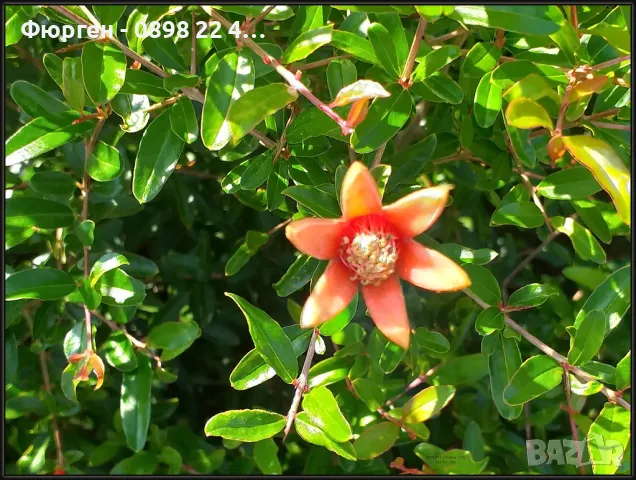 Мини НАР - Punica Granatum Nana, снимка 8 - Разсади - 47709275
