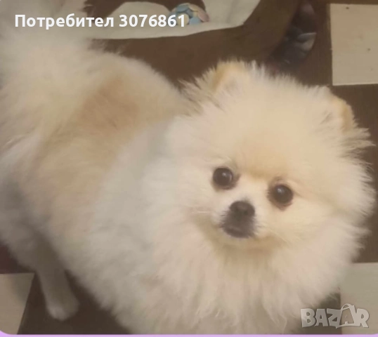  На 11месеца , снимка 1