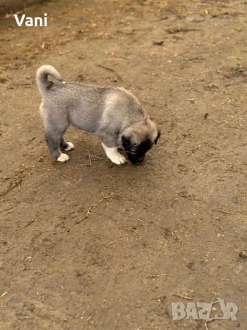 Кангал /Кангалчета, малки , снимка 9 - Кангал - 53493206