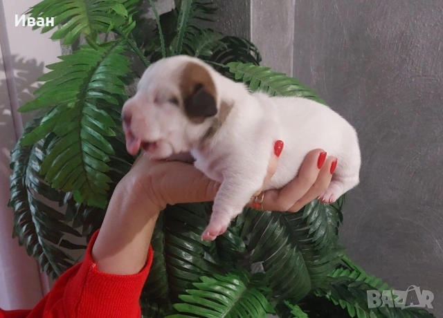 Джак Ръсел териер