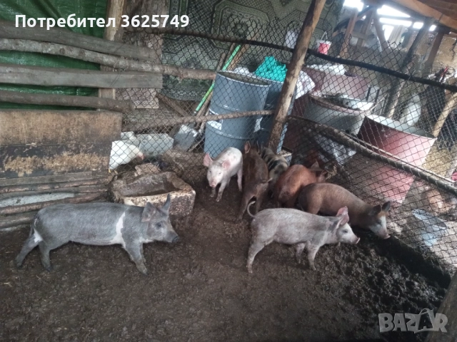 малки прасенца , снимка 2 - Прасета - 52874605