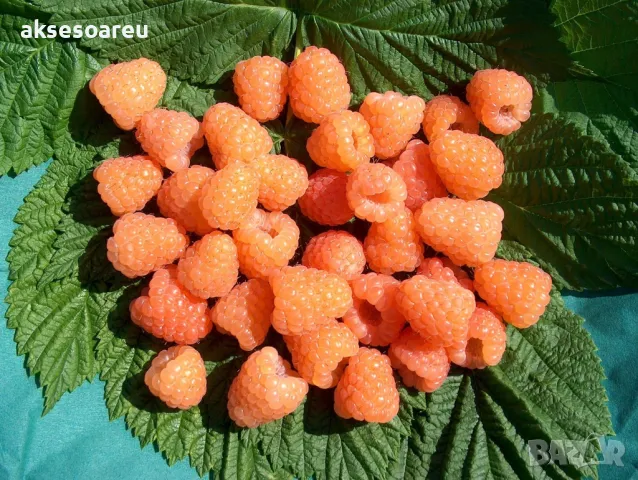 20 качествени Семена от Британска Есенна Златна Малина Златни наситени Сладки Малини плодове , снимка 8 - Сортови семена и луковици - 50222806
