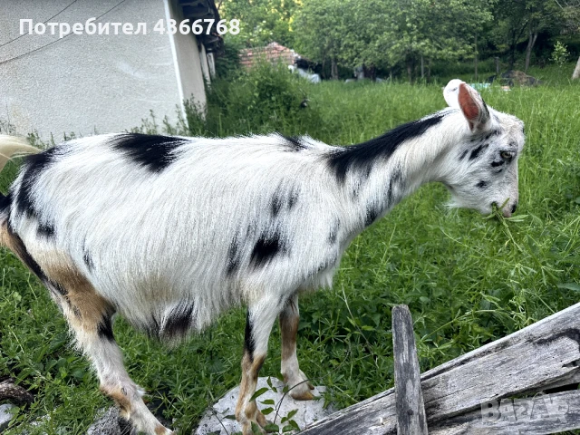 Продавам 8 броя кози, снимка 4 - Кози - 50578749