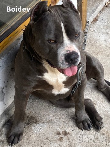 Американско були ХL ABKC си търси приятелка, снимка 2 - Други - 38081612