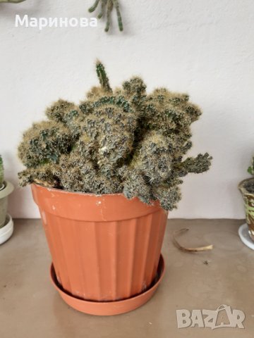 Кактус скаличка голяма, снимка 3 - Стайни растения - 37708044