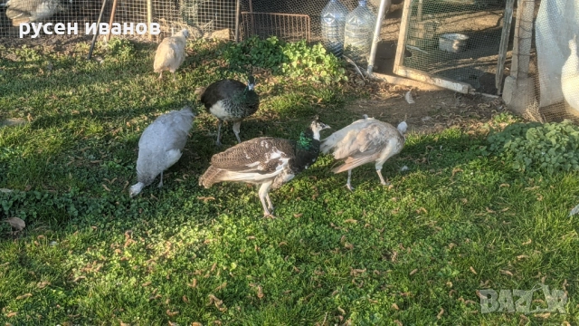 пауни млади и работещи, снимка 2 - други­ - 52804470