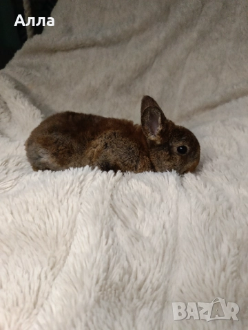 Голландско джуджета и Рекс, декоративно зайчета. , снимка 3 - Декоративни зайчета - 52861714