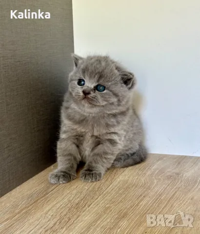 Чистокръвни сини британчета, снимка 3 - Британска късокосместа - 49778535