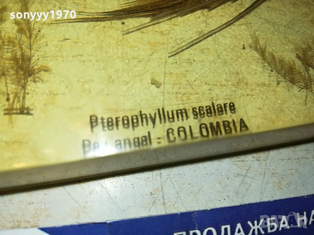 colombia scalare-germany 0407211212, снимка 2 - Колекции - 33416122