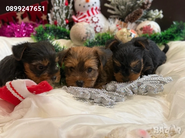 Йоркширски териер мини , снимка 6 - Йоркширски териер - 52898597