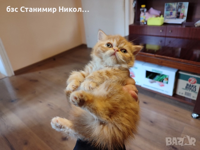Женско екзотично персийско коте на 4 месеца.