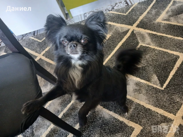 Чихуахуа мъжко търси приятелка