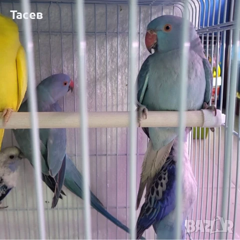 Малък александър, снимка 1