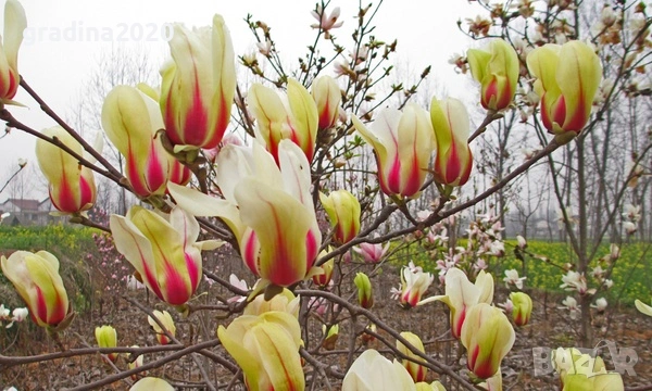 Магнолия Sunrise - жълто с розово, снимка 3 - Разсади - 53567030