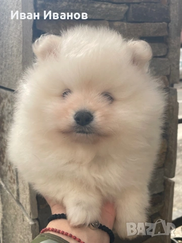 Мъжко Померанче, снимка 2 - Померан - 53484201