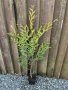 Туя Брабант (Тhuja occidentals Brabant) е вечнозелено растение с колоновидна форма. Има бърз растеж , снимка 1 - Градински цветя и растения - 29823831