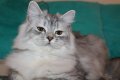 Сибирски  котенца Siberian  Cat, снимка 8