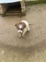 Продавам Кучета , снимка 10