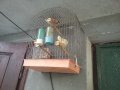 Продавам певчески канари, снимка 5