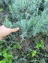 Резници лавандула , снимка 3