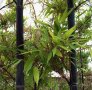 100 бр бамбукови семена градински растения Черен цвят бамбук Moso-Bamboo за декорация на градината д, снимка 7