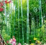 100 Семена от бамбук Moso-Bamboo рядко срещано растение за декорация на вашата градина бамбук мосо б, снимка 4