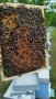 Пчелни семейства/ отводки/ - записване 2024, снимка 2