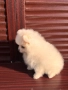 Померан , снимка 3