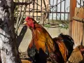 Продавам разплодни яйца от Яребична брама [Partridge Brahma], снимка 9