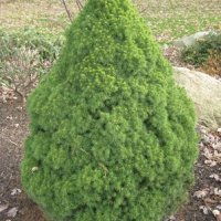 Мини Смърч Коника (Picea glauca Conica), снимка 2 - Градински цветя и растения - 28015255