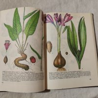 Атлас на лечебните растения в България , снимка 5 - Енциклопедии, справочници - 43828187