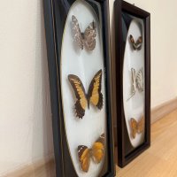 Картини с препарирани пеперуди, снимка 4 - Картини - 40071234