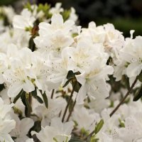 Azalea Snow (Азалия Сняг), снимка 1 - Градински цветя и растения - 43570300