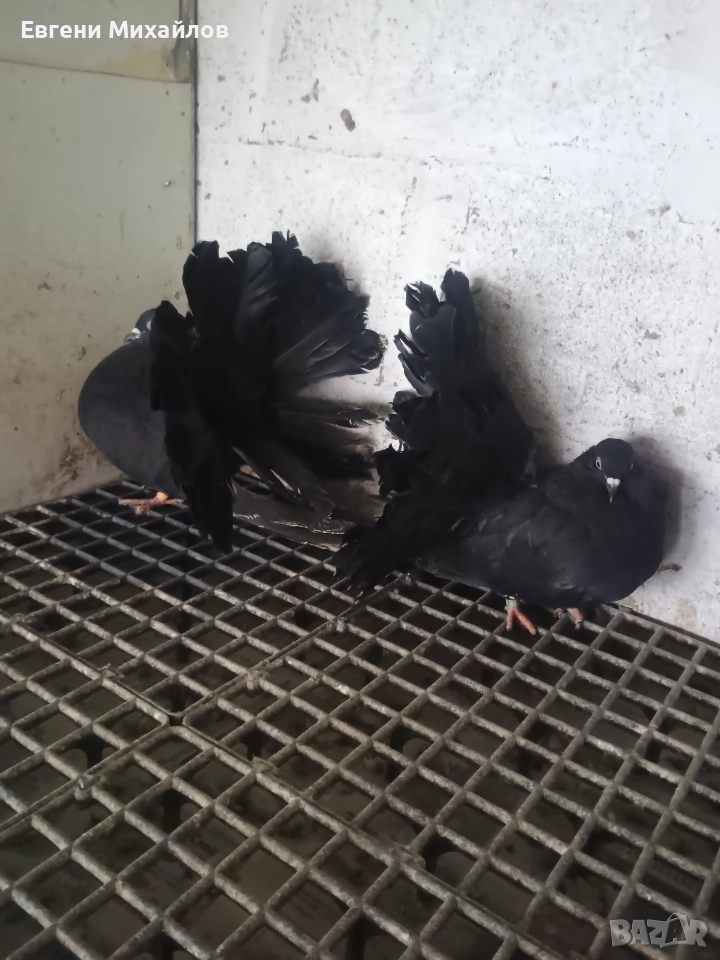 Фенерлии , снимка 1