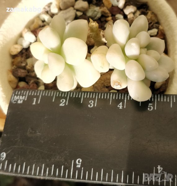 Граптопеталум мендозае вариегата (GRAPTOPETALUM MENDOZAE VARIEGATA), вкоренено сукулентно растение, снимка 1