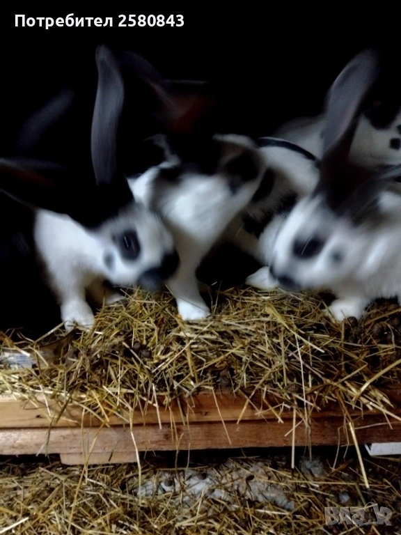 Продавам зайци  Пеперуди, снимка 1