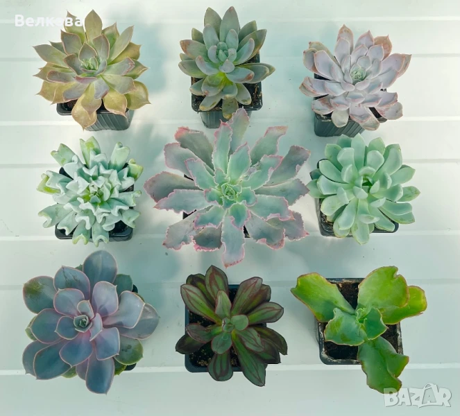 Сукуленти - микс , снимка 1