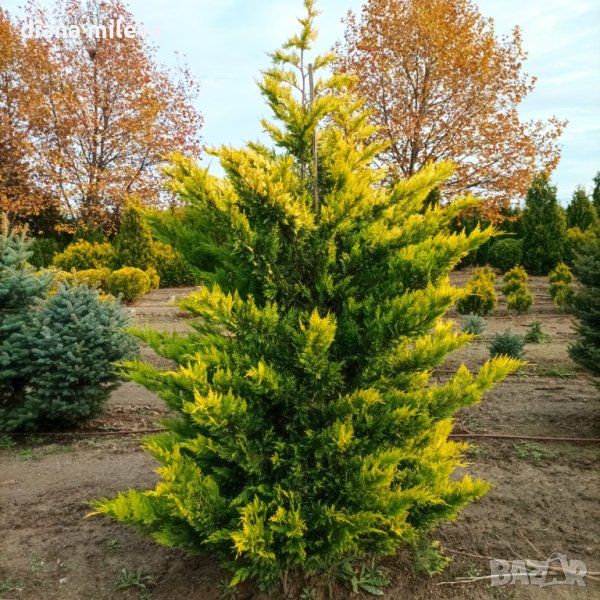 Кипарис Лейланди Златен ездач,Cupressocyparis leylandii “Gold Rider”, снимка 1