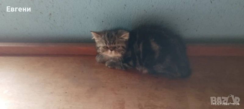 Персийчета с къс косъм , снимка 1