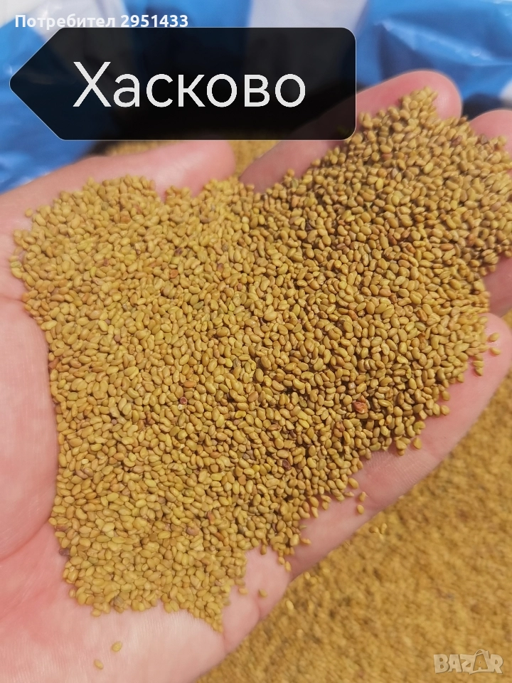 Люцерново семе! Семе люцерна , снимка 1