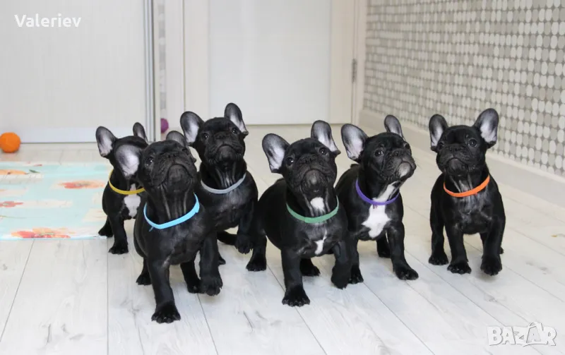 френски булдог бебета с родословие, снимка 1