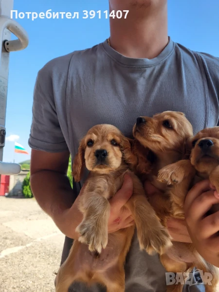 Продавам кокер шпаньоли, снимка 1