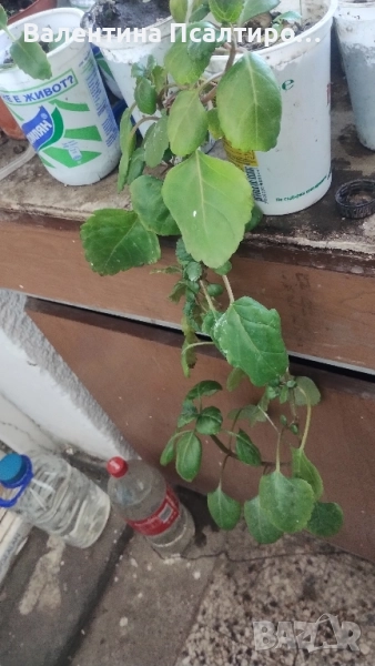 Плектрантус , снимка 1