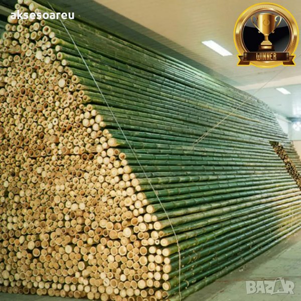 100 Семена от бамбук Moso-Bamboo красиво растение за декорация на вашата градина бамбук мосо бамбо б, снимка 1