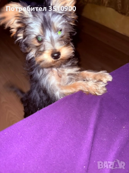 йоркширски териер, снимка 1