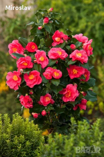 Камелия (Червена), снимка 1