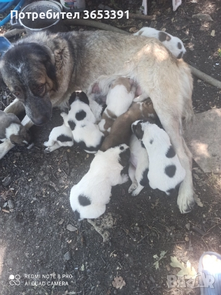 средноазиатски овчарки, снимка 1